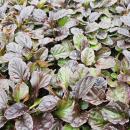 Bodendecker - Kriechender Günsel - Ajuga reptans - 9cm Topf - Set mit 12 Pflanzen