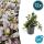 Bodendecker - Kriechender Günsel - Ajuga reptans - 9cm Topf - Set mit 12 Pflanzen