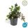 Bodendecker - Kriechender Günsel - Ajuga reptans - 9cm Topf - Set mit 12 Pflanzen