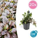 Ground cover - Creeping Guelder - Ajuga reptans - 9cm pot - Set of 20 plants