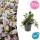 Ground cover - Creeping Guelder - Ajuga reptans - 9cm pot - Set of 20 plants