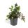 Ground cover - Creeping Guelder - Ajuga reptans - 9cm pot - Set of 20 plants