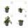 Bodendecker - Kriechender Günsel - Ajuga reptans - 9cm Topf - Set mit 40 Pflanzen