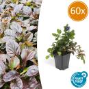 Bodendecker - Kriechender Günsel - Ajuga reptans - 9cm Topf - Set mit 60 Pflanzen