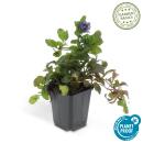 Bodendecker - Kriechender Günsel - Ajuga reptans - 9cm Topf - Set mit 60 Pflanzen