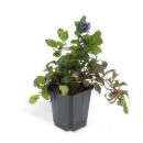 Bodendecker - Kriechender Günsel - Ajuga reptans - 9cm Topf - Set mit 60 Pflanzen