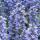 Bodendecker - Kriechender Günsel - Ajuga reptans - 9cm Topf - Set mit 60 Pflanzen