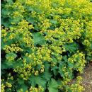 Frauenmantel - Alchemilla mollis - Staude - 9cm Topf - Set mit 6 Pflanzen