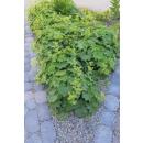 Frauenmantel - Alchemilla mollis - Staude - 9cm Topf - Set mit 6 Pflanzen