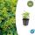 Frauenmantel - Alchemilla mollis - Staude - 9cm Topf - Set mit 6 Pflanzen