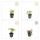 Frauenmantel - Alchemilla mollis - Staude - 9cm Topf - Set mit 6 Pflanzen
