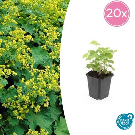 Ladys mantle - Alchemilla mollis - Perennial - 9cm pot - Set of 20 plants
