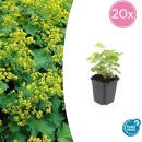 Ladys mantle - Alchemilla mollis - Perennial - 9cm pot - Set of 20 plants