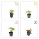 Ladys mantle - Alchemilla mollis - Perennial - 9cm pot - Set of 20 plants