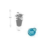 Ladys mantle - Alchemilla mollis - Perennial - 9cm pot - Set of 20 plants