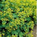 Ladys mantle - Alchemilla mollis - Perennial - 9cm pot - Set of 20 plants