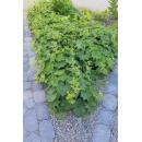 Ladys mantle - Alchemilla mollis - Perennial - 9cm pot - Set of 20 plants