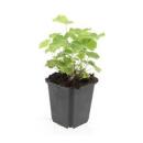 Ladys mantle - Alchemilla mollis - Perennial - 9cm pot - Set of 20 plants
