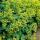 Ladys mantle - Alchemilla mollis - Perennial - 9cm pot - Set of 20 plants