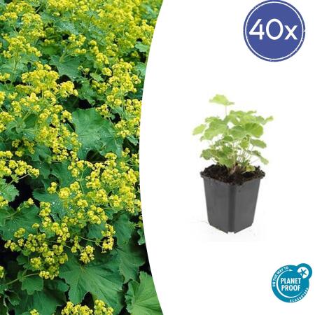 Ladys mantle - Alchemilla mollis - Perennial - 9cm pot - Set of 40 plants