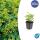 Ladys mantle - Alchemilla mollis - Perennial - 9cm pot - Set of 40 plants