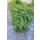 Ladys mantle - Alchemilla mollis - Perennial - 9cm pot - Set of 40 plants