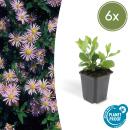 Zierstaude - Wilde Aster - Aster ageratioides Asran - 9cm Topf - Set mit 6 Pflanzen