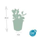 Zierstaude - Wilde Aster - Aster ageratioides Asran - 9cm Topf - Set mit 6 Pflanzen
