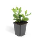 Zierstaude - Wilde Aster - Aster ageratioides Asran - 9cm Topf - Set mit 6 Pflanzen