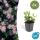 Zierstaude - Wilde Aster - Aster ageratioides Asran - 9cm Topf - Set mit 6 Pflanzen