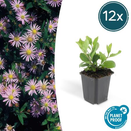 Zierstaude - Wilde Aster - Aster ageratioides Asran - 9cm Topf - Set mit 12 Pflanzen