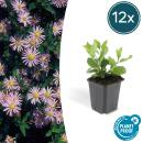Zierstaude - Wilde Aster - Aster ageratioides Asran - 9cm Topf - Set mit 12 Pflanzen
