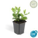 Zierstaude - Wilde Aster - Aster ageratioides Asran - 9cm Topf - Set mit 12 Pflanzen