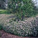 Zierstaude - Wilde Aster - Aster ageratioides Asran - 9cm Topf - Set mit 12 Pflanzen
