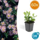 Zierstaude - Wilde Aster - Aster ageratioides Asran - 9cm Topf - Set mit 60 Pflanzen