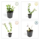 Zierstaude - Wilde Aster - Aster ageratioides Asran - 9cm Topf - Set mit 60 Pflanzen