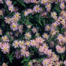 Zierstaude - Wilde Aster - Aster ageratioides Asran - 9cm Topf - Set mit 60 Pflanzen