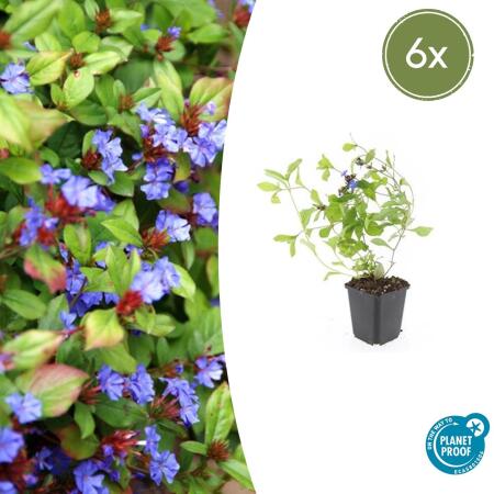 Bodendecker - Chinesischer Bleiwurz - Ceratostigma plumbaginoides - 9cm Topf - Set mit 6 Pflanzen