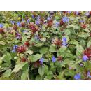 Bodendecker - Chinesischer Bleiwurz - Ceratostigma plumbaginoides - 9cm Topf - Set mit 6 Pflanzen