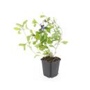 Bodendecker - Chinesischer Bleiwurz - Ceratostigma plumbaginoides - 9cm Topf - Set mit 6 Pflanzen