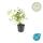 Bodendecker - Chinesischer Bleiwurz - Ceratostigma plumbaginoides - 9cm Topf - Set mit 12 Pflanzen