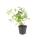 Bodendecker - Chinesischer Bleiwurz - Ceratostigma plumbaginoides - 9cm Topf - Set mit 12 Pflanzen