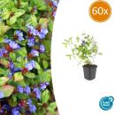 Bodendecker - Chinesischer Bleiwurz - Ceratostigma plumbaginoides - 9cm Topf - Set mit 60 Pflanzen