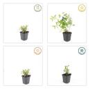 Bodendecker - Chinesischer Bleiwurz - Ceratostigma plumbaginoides - 9cm Topf - Set mit 60 Pflanzen