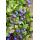 Bodendecker - Chinesischer Bleiwurz - Ceratostigma plumbaginoides - 9cm Topf - Set mit 60 Pflanzen