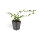 Bodendecker - Kriechmispel - Teppichmispel - Cotoneaster dammeri Major - 9cm Topf - Set mit 6 Pflanzen