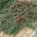 Bodendecker - Kriechmispel - Teppichmispel - Cotoneaster dammeri Major - 9cm Topf - Set mit 6 Pflanzen