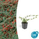Bodendecker - Kriechmispel - Teppichmispel - Cotoneaster dammeri Major - 9cm Topf - Set mit 6 Pflanzen