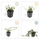 Bodendecker - Kriechmispel - Teppichmispel - Cotoneaster dammeri Major - 9cm Topf - Set mit 12 Pflanzen