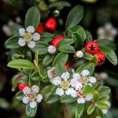Bodendecker - Kriechmispel - Teppichmispel - Cotoneaster dammeri Major - 9cm Topf - Set mit 12 Pflanzen